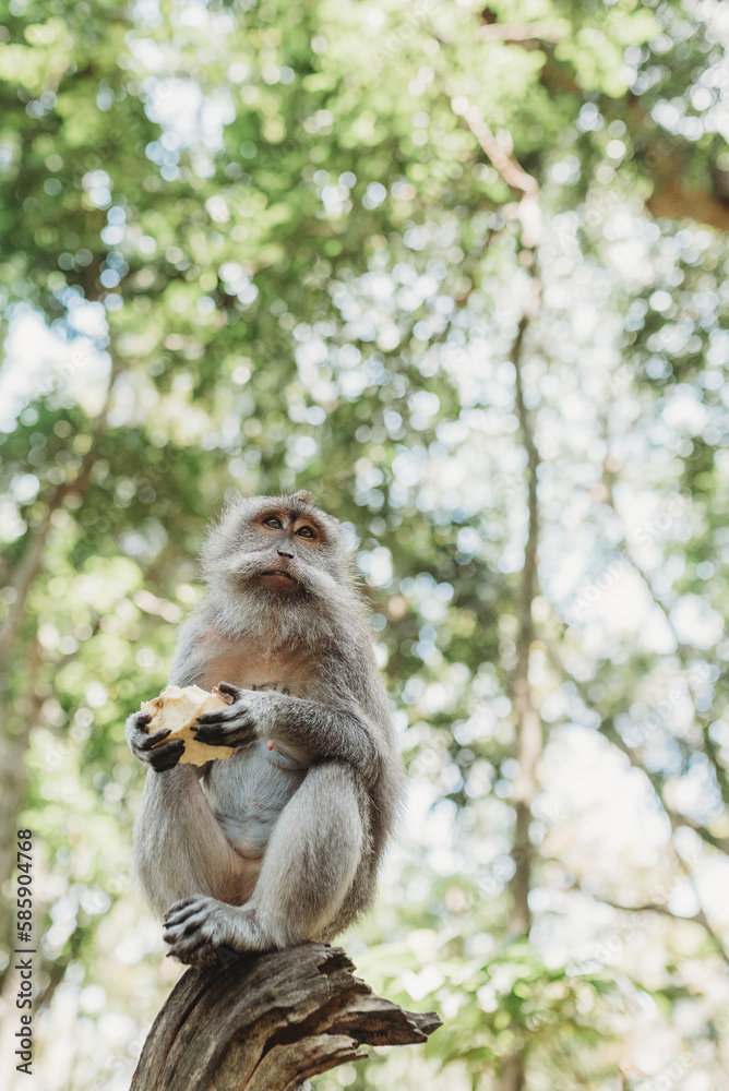 Fototapeta premium Monkey at Monkey Forest in Ubud Bali, Indonesia
