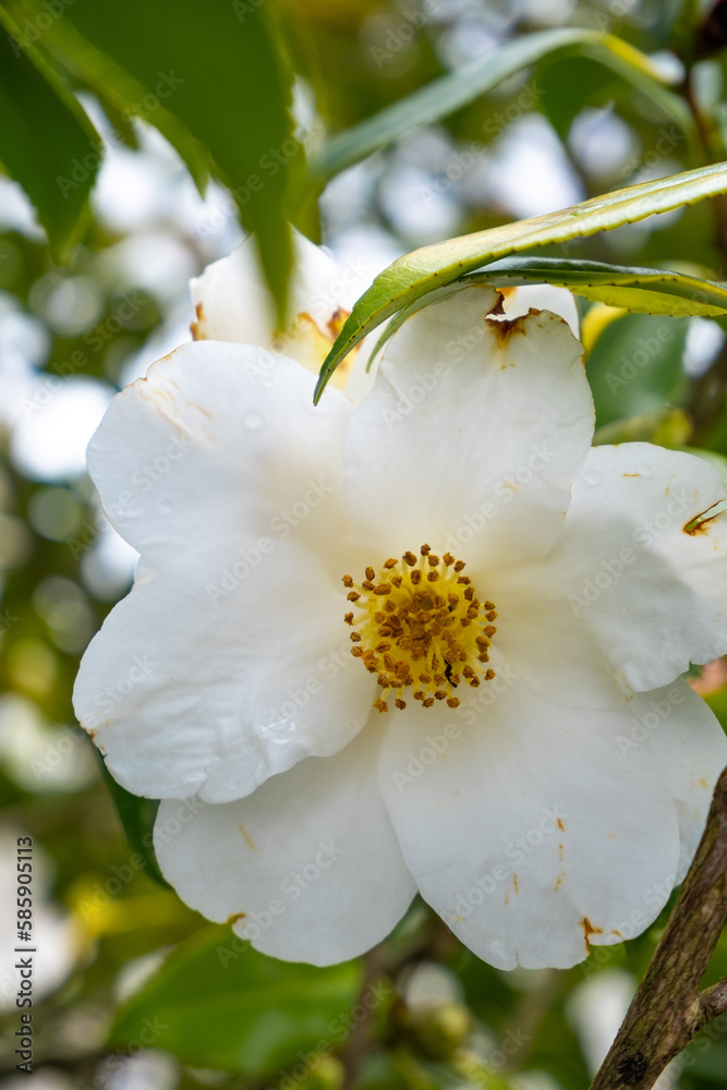 Plano detalle de una pequeña flor blanca con el centro amarillo en un parque de Oporto en un día de primavera. Plano detalle de una pequeña flor blanca con el centro amarillo en un parque de Oporto en un día de primavera.