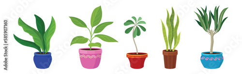 Semi-tropical Houseplant Growing in Potting Soil in Ceramic Flowerpot Vector Set