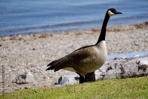 country goose on the beach