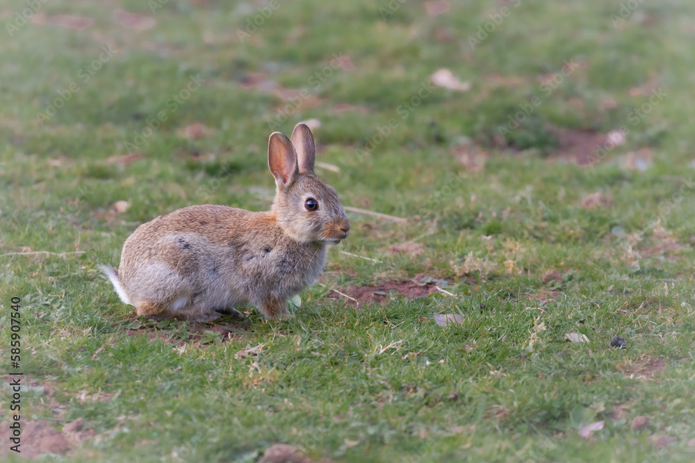 Fototapeta premium Young rabbit (Oryctolagus cuniculus) in a grass field