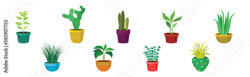 Semi-tropical Houseplant Growing in Potting Soil in Ceramic Flowerpot Vector Set