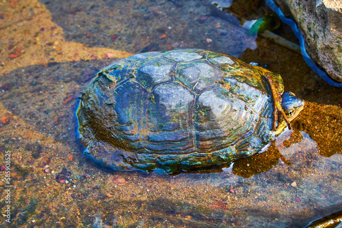shell of turtle of river in a rock, monte escobedo zacatecas 