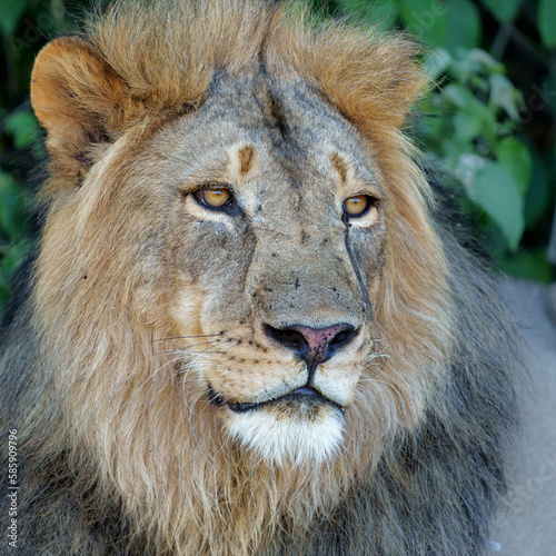 Lion  Panthera leo  male resting in Mashatu Game Reserve in the Tuli Block in Botswana