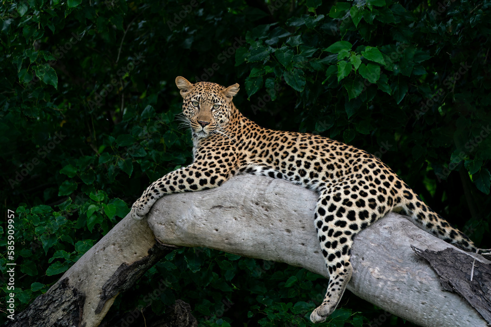 Obraz premium Leopard female resting and looking around in a tree in the Okavango Delta in Botswana with a black background 