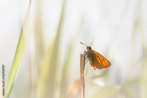 Small skipper butterfly (Thymelicus sylvestris) resting on a stem photo