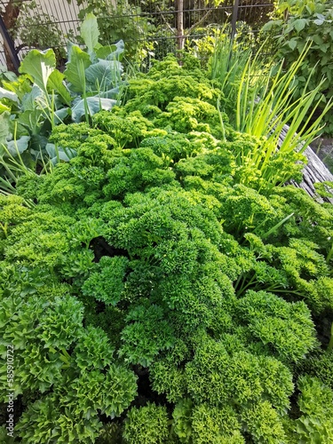 Petersilie - parsley