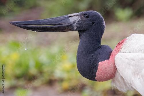 Jabiru Stork
(Jabiru mycteria) photo