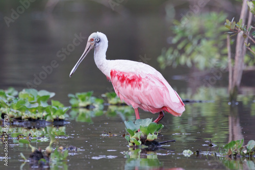 Rosette Spoonbill
(Platalea ajaja) photo