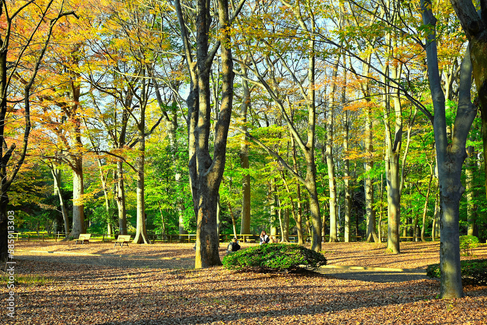 Naklejka premium Parks and gardens in Japan. Golden winter in Tokyo.