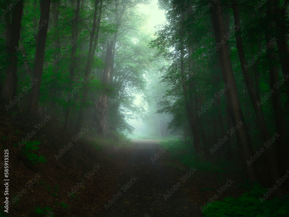 Green foggy forest with sun rays