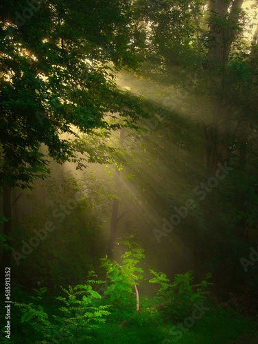 Green foggy forest with sun rays
