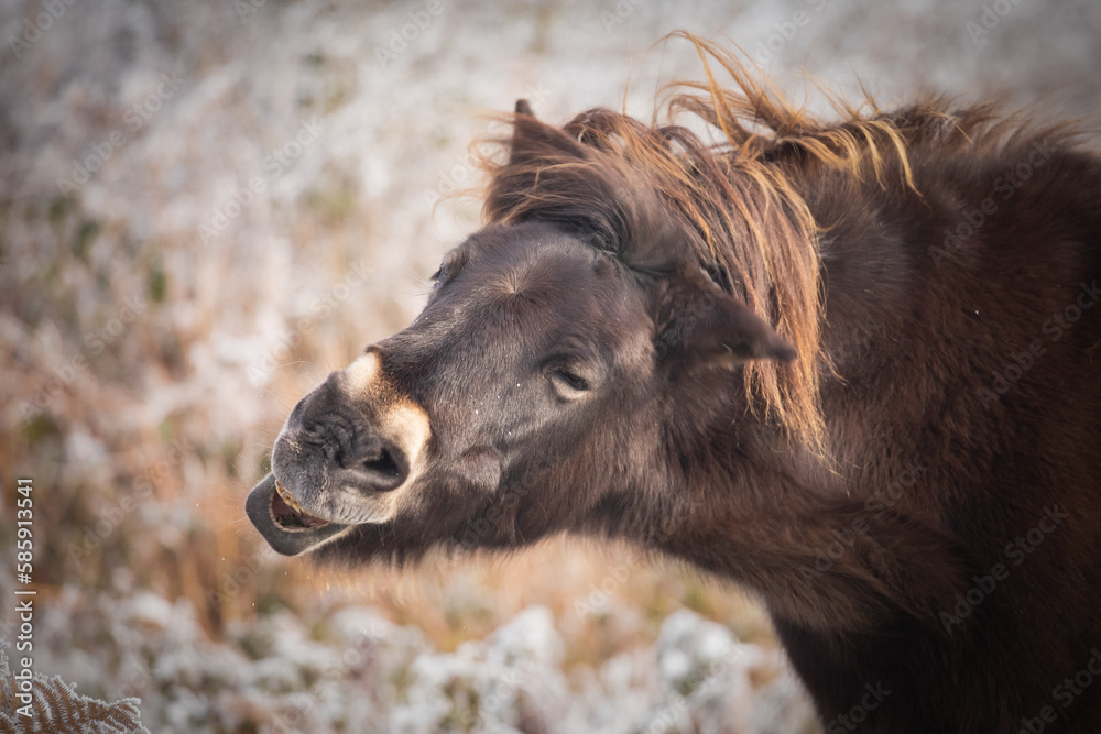 Exmoor pony (Equus ferus caballus) shaking its head