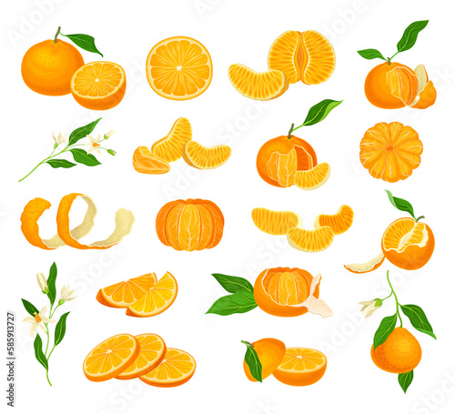 Orange Mandarin Fruit Unpeeled and Skinless with Segments Big Vector Set