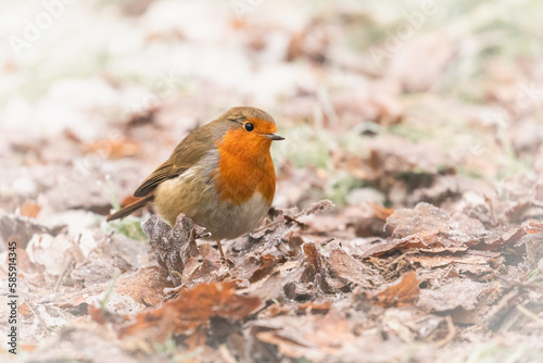 Robin (Erithacus rubecula) in frost covered leaf litter