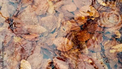 Rippled drops on the water surface covering autumn leaves, close up 