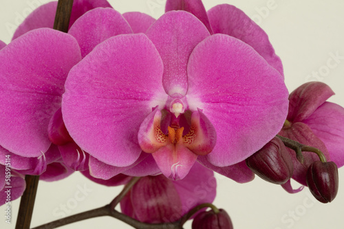 Macro di Fiore di Orchidea in primo piano