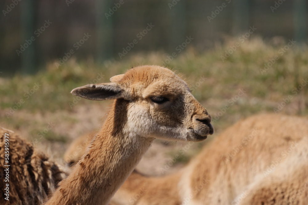 Head and neck of a young alpaca