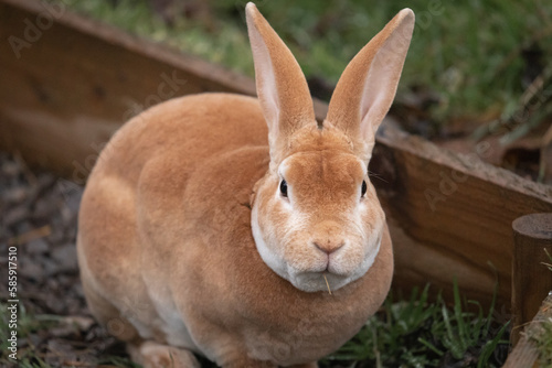 Orange rex rabbit (Oryctolagus cuniculus)