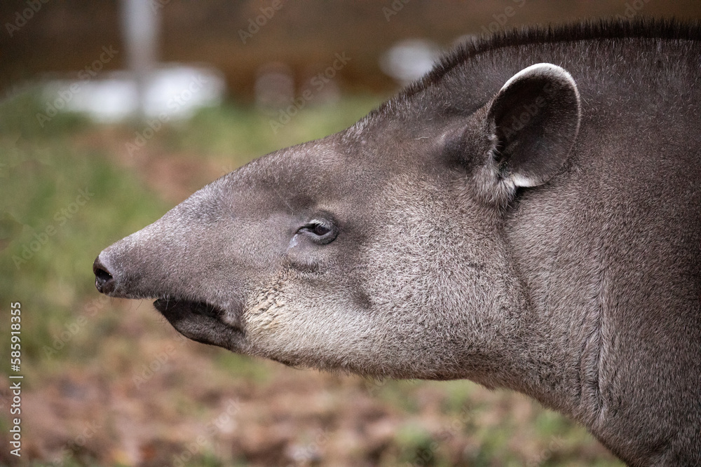 Headshot of a lowland tapir (Tapirus terrestris) Headshot of a lowland tapir (Tapirus terrestris)