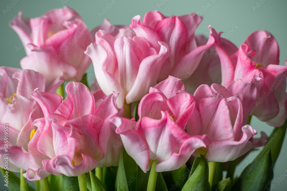Beautiful Bunch of Pink Parrot Style Tulips in the Vase on green background, spring holiday concept, art background Beautiful Bunch of Pink Parrot Style Tulips in the Vase on green background, spring holiday concept, art background