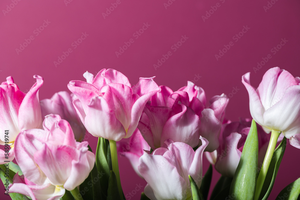 Beautiful Bunch of Pink Parrot Style Tulips in the Vase on pink background, spring holiday concept, art background, copy space