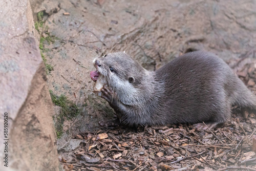 Asian short clawed otter (Aonyx cinereus) chewing on fish