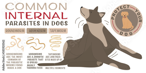 Common internal parasites in dogs. Medical veterinarian infographics. photo