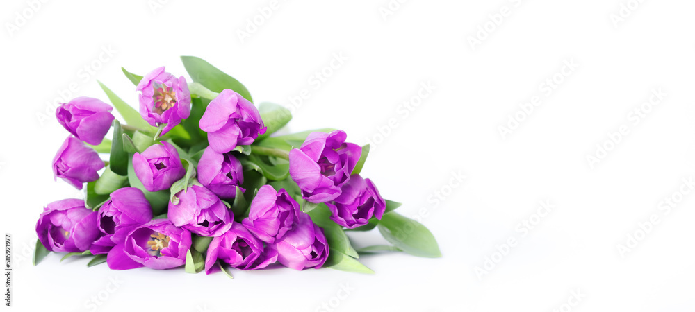 Pink tulips isolated on white background. Spring tulip flowers. Easter Mothers day or Valentine's day greeting card. Bunch of tulips. Tulip petals. Birthday celebration concept. Copy space for text. 