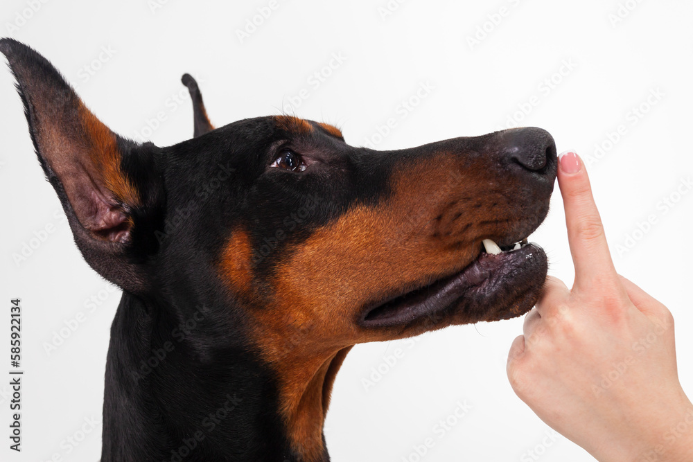 A young beautiful Doberman and a hand gesturing to be quiet or keep silence. do not bark. loud dog.