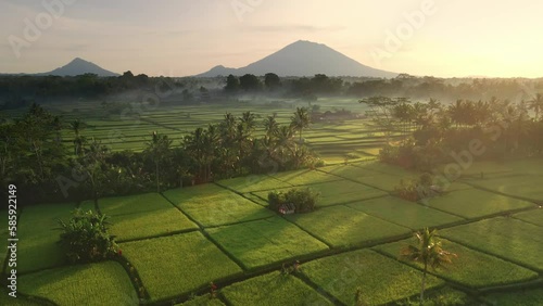 Beautiful rice fields with majestic volcano Gunung Agung or Mount Agung on background at sunrise located in the district of Karangasem, Bali, Indonesia. 4K Aerial Agriculture Tourism Texture photo