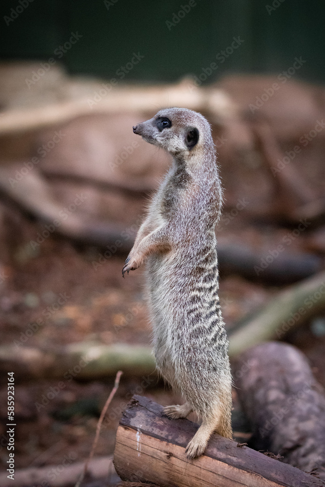 Meerkat (Suricata suricatta) standing to attention Meerkat (Suricata suricatta) standing to attention