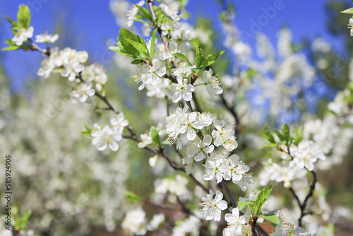 White plum blossom on a blue sky background, beautiful white plum tree flowers in the city garden, White plum blossoms in bloom on a branch, sweet smell. Soft focus.