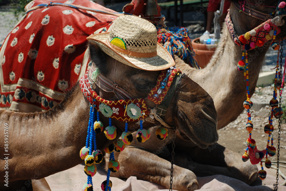 Obraz premium Camels in Antalya, Turkey