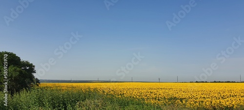blue and yellow summer landscape