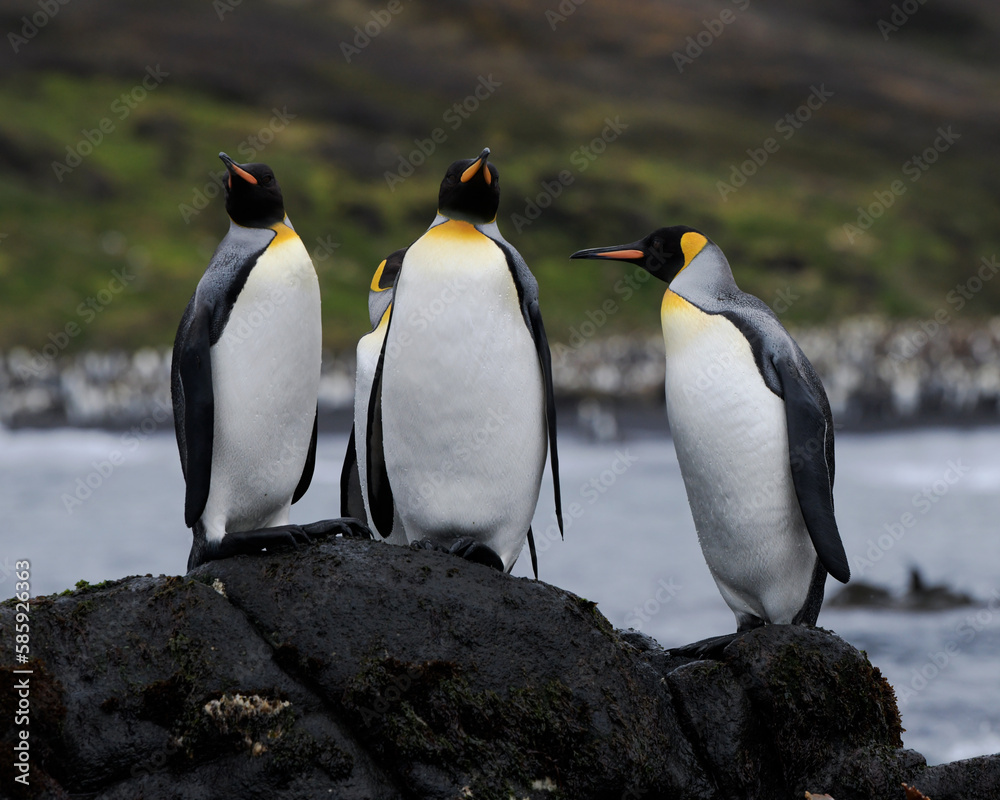 Fototapeta premium king penguin colony