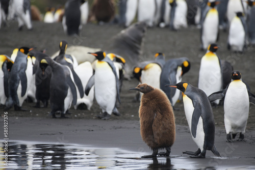 king penguin and chick on black sand.