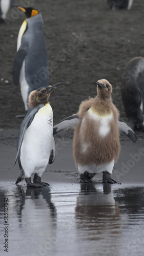 king penguin and chick on black sand.