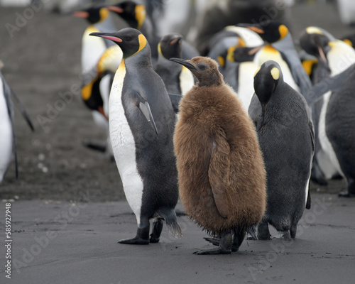 king penguin and chick on black sand.