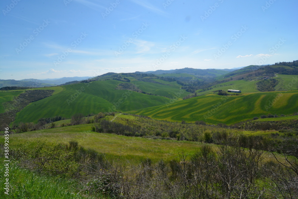 colline di predappio alto erba tagliata con striscie di diverso colore del manto erboso