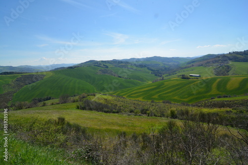 colline di predappio alto erba tagliata con striscie di diverso colore del manto erboso