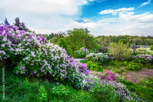 Fantastic Lilac blossoms  at May 1 in Kyiv National Botanical Garden