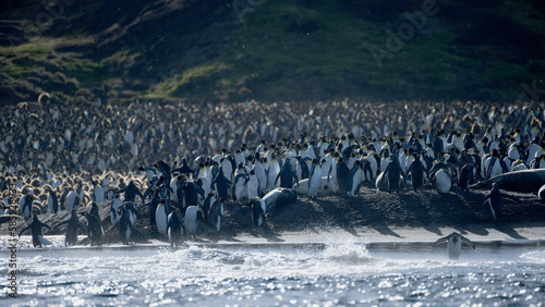 king penguin colony.