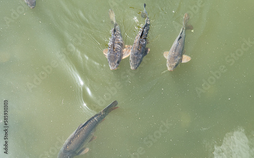 Fish below the surface of the water. Sunny day by the water. Fish in a freshwater pond.