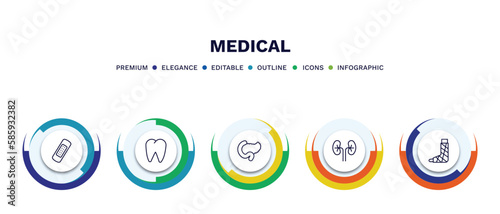 set of medical thin line icons. medical outline icons with infographic template. linear icons such as bandage, tooth, pancreas, kidney, plastered foot vector.