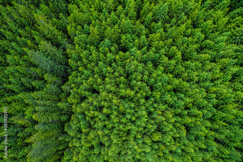 Conifer forest from above. Top down aerial view. Background forest view from above, green forest nature texture