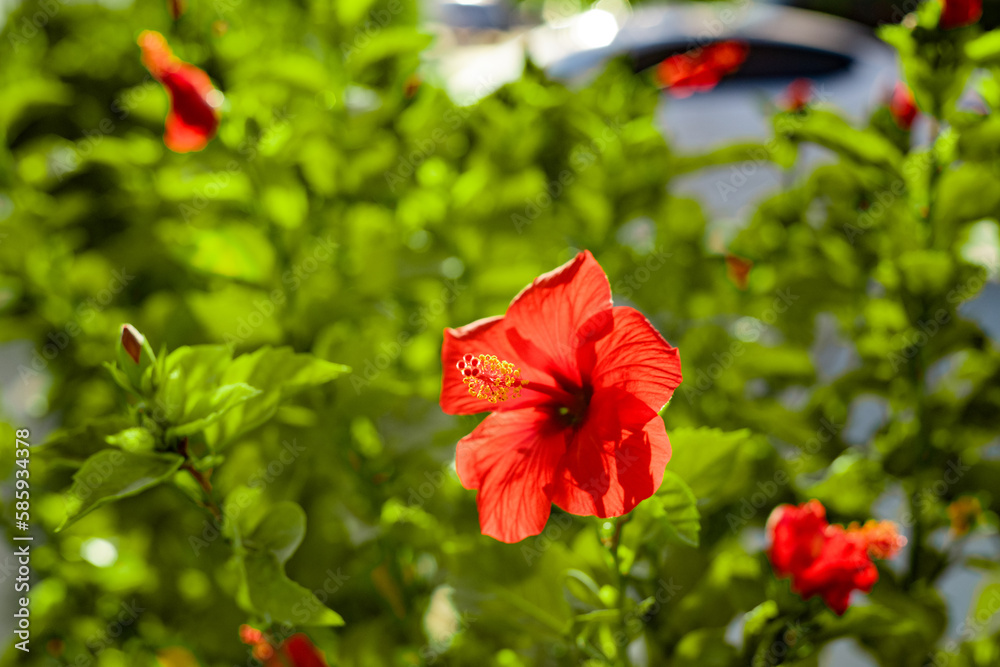 Hibiscus, rose mallow, red flower with leaves on blur background Hibiscus, rose mallow, red flower with leaves on blur background