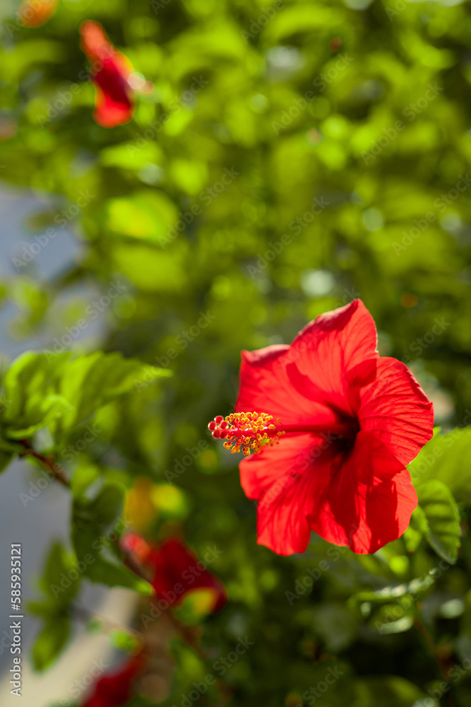 Hibiscus, rose mallow, red flower with leaves on blur background Hibiscus, rose mallow, red flower with leaves on blur background