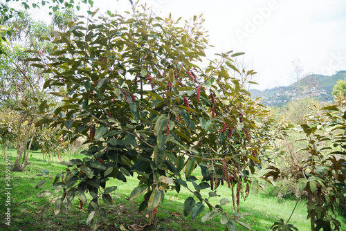 Bignay, Antidesma bunius, tree in a park in Sopo, Cundinamarca, Colombia. photo