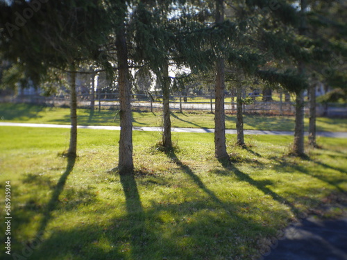 trees in the garden with light cast shadows